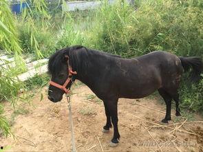 成人骑小矮马视频,成人骑小矮马视频走红网络-第1张图片-草莓福利影院