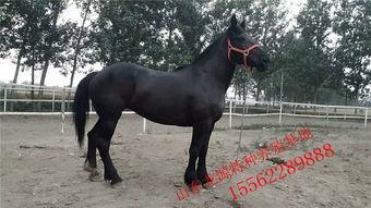 成人骑小矮马视频,成人骑小矮马视频走红网络-第2张图片-草莓福利影院