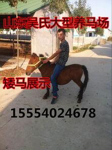 成人骑小矮马视频,成人骑小矮马视频走红网络-第3张图片-草莓福利影院