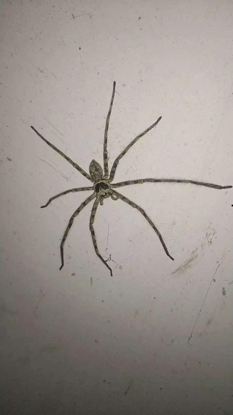 动物死后变成人吗视频,揭秘死后变人的神秘传说-第2张图片-草莓福利影院