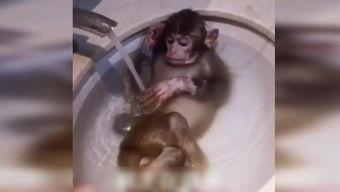 动物死后变成人吗视频,揭秘死后变人的神秘传说-第3张图片-草莓福利影院