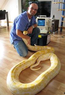 蟒蛇变成人的视频,揭秘神秘生物变身人类之谜-第1张图片-草莓福利影院