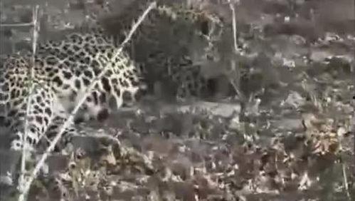 蟒蛇变成人的视频,揭秘神秘生物变身人类之谜-第3张图片-草莓福利影院