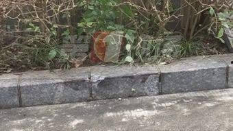 绿道成人撞小孩视频真实,成人撞伤小孩，引发社会关注与反思-第1张图片-草莓视频分享平台