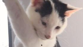 猫变成人形的视频-第2张图片-草莓视频分享平台