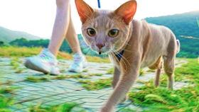 猫变成人形的视频-第3张图片-草莓视频分享平台