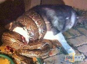 狗狗投胎成人新闻视频-第1张图片-草莓视频分享平台