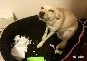 狗狗投胎成人新闻视频-第2张图片-草莓视频分享平台