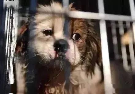 狗狗投胎成人新闻视频-第3张图片-草莓视频分享平台