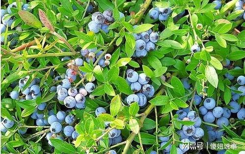 成人采摘蓝莓视频网站,跟随视频网站学习专业采摘技巧-第3张图片-草莓视频分享平台